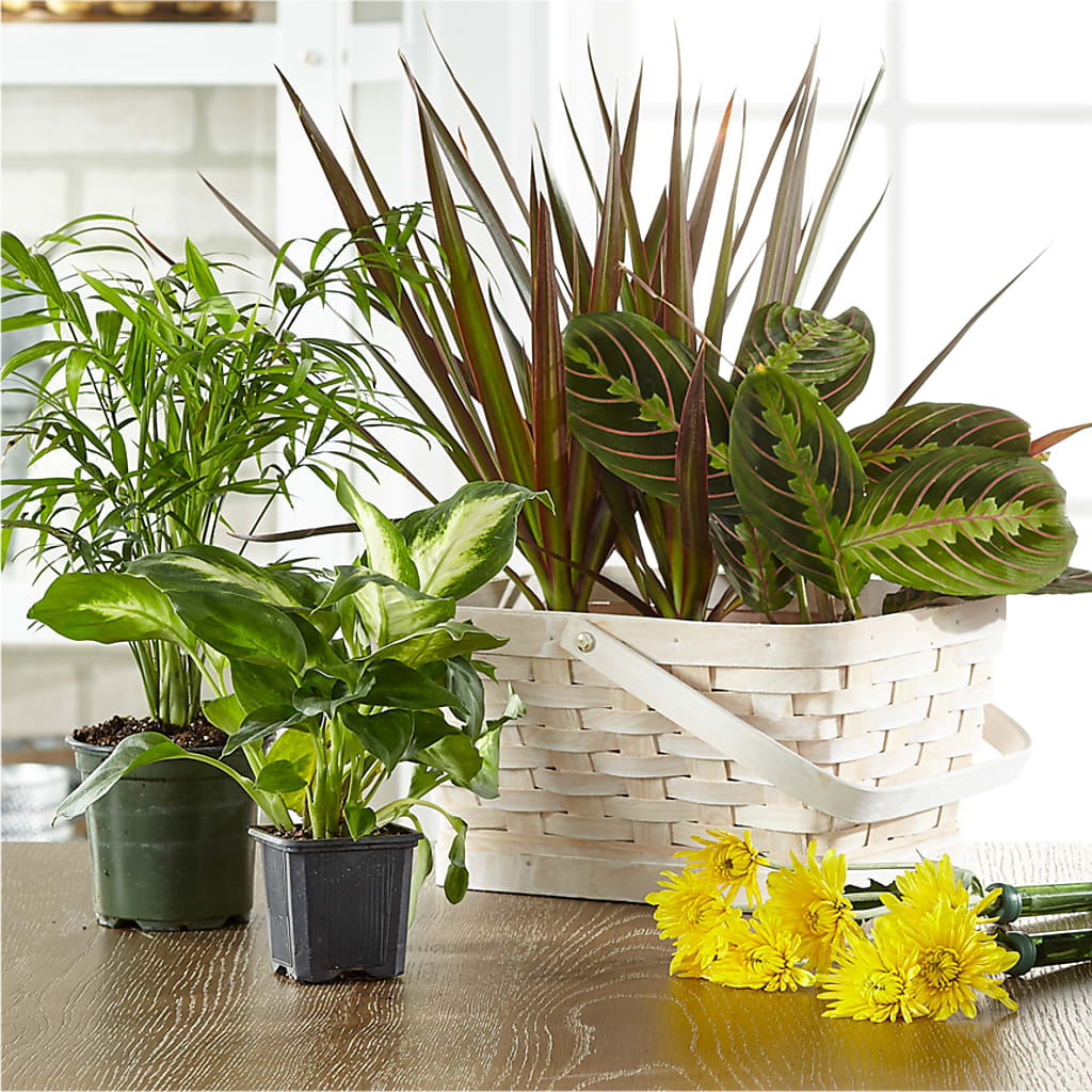 Florist Designed Blooming and Green Plants in a Basket – BLOOM & CO, Gulfport FL