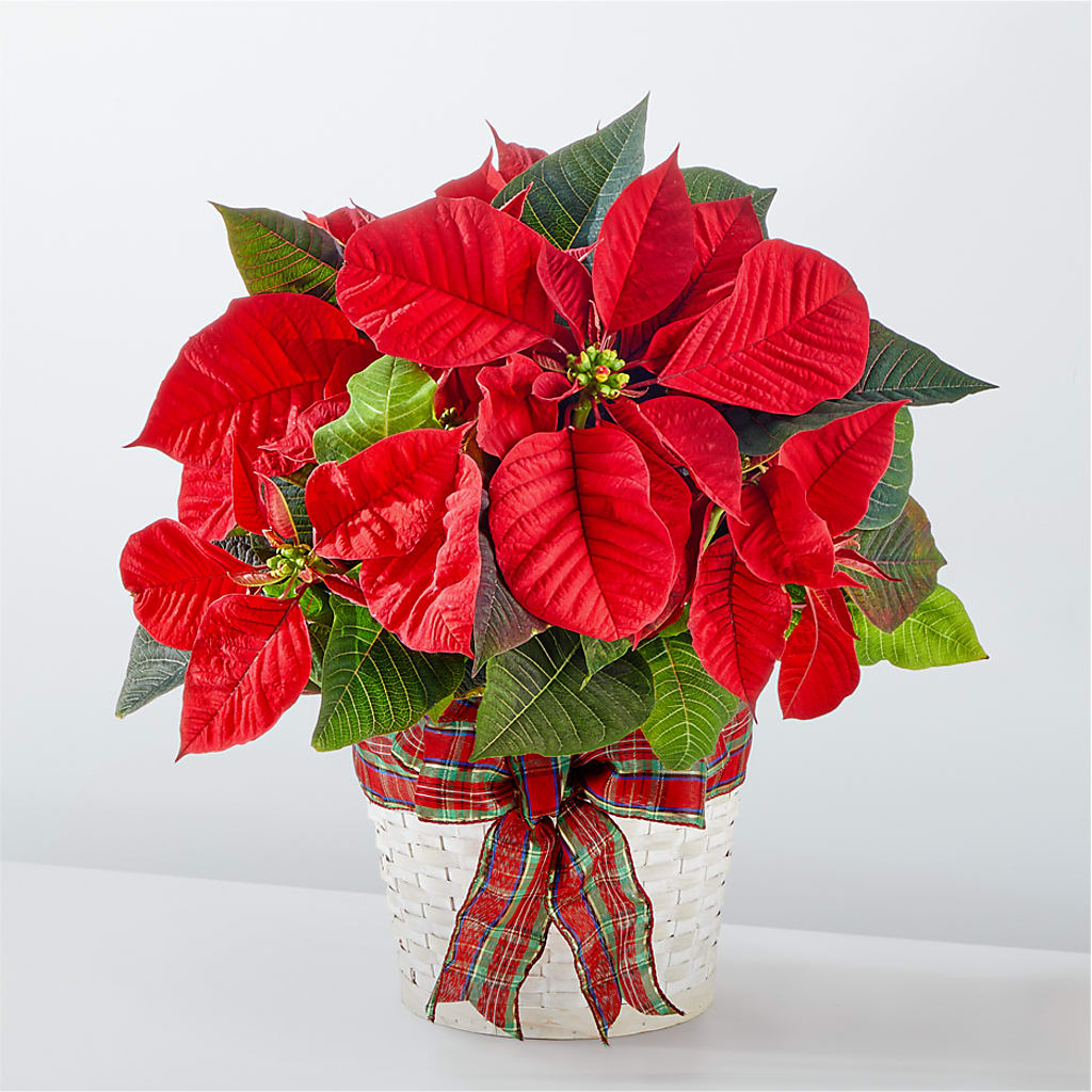Happiest Holidays Poinsettia – BLOOM & CO, Gulfport FL