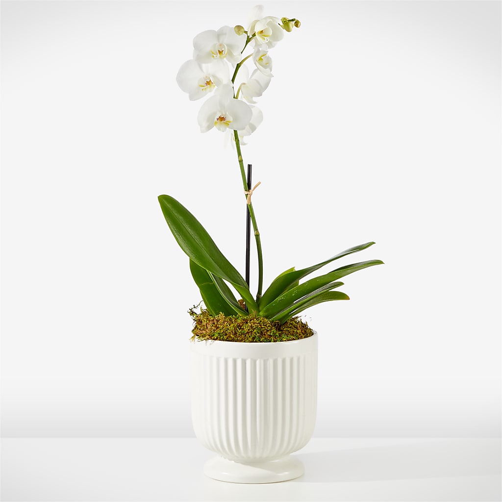Whispering White Orchid – BLOOM & CO, Gulfport FL