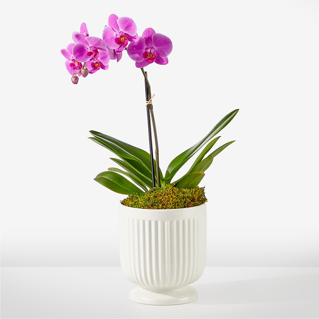 Friendly Fuchsia Orchid – BLOOM & CO, Gulfport FL
