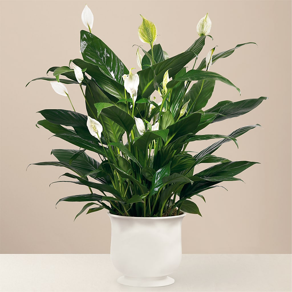 Comfort Planter – BLOOM & CO, Gulfport FL