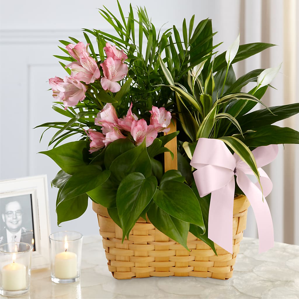 Living Spirit Dishgarden – BLOOM & CO, Gulfport FL