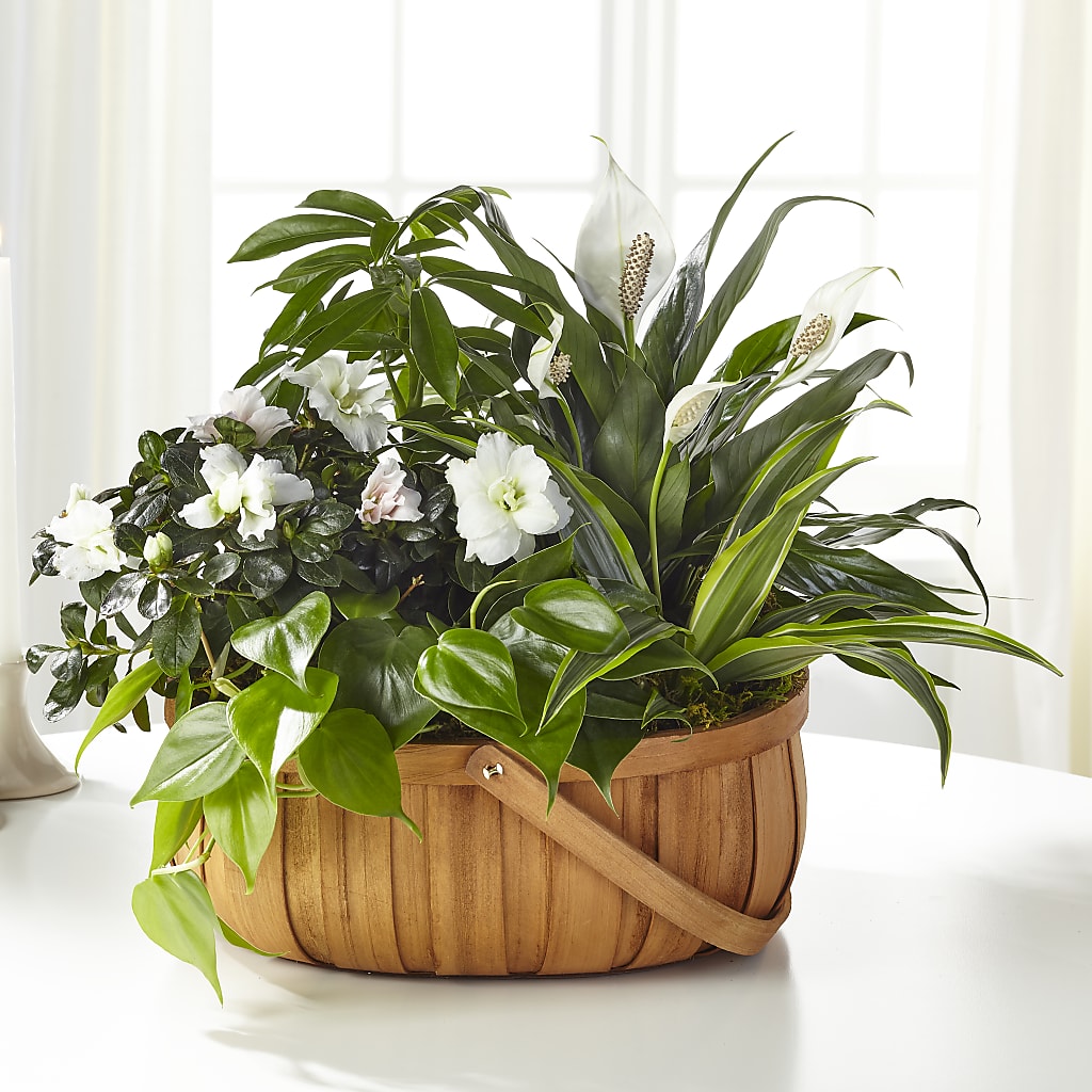 Serene Dishgarden – BLOOM & CO, Gulfport FL