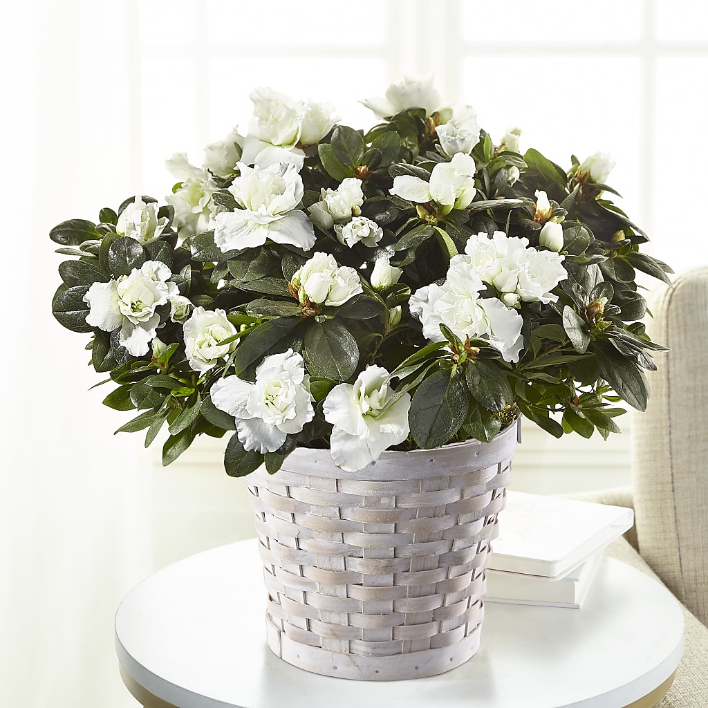 White Azalea Plant – BLOOM & CO, Gulfport FL