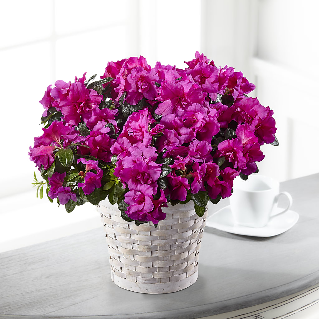 Hope & Serenity Azalea Plant – BLOOM & CO, Gulfport FL