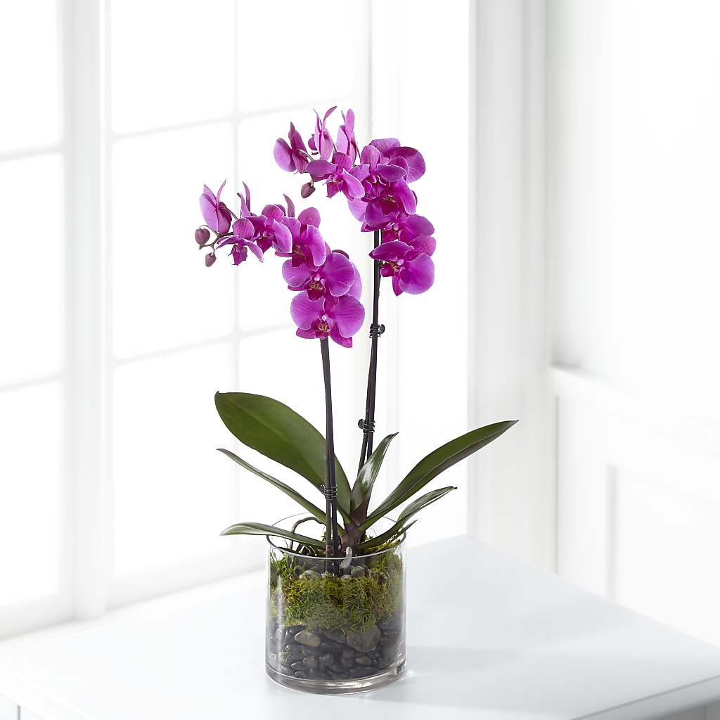 Pink Orchid Plant – BLOOM & CO, Gulfport FL