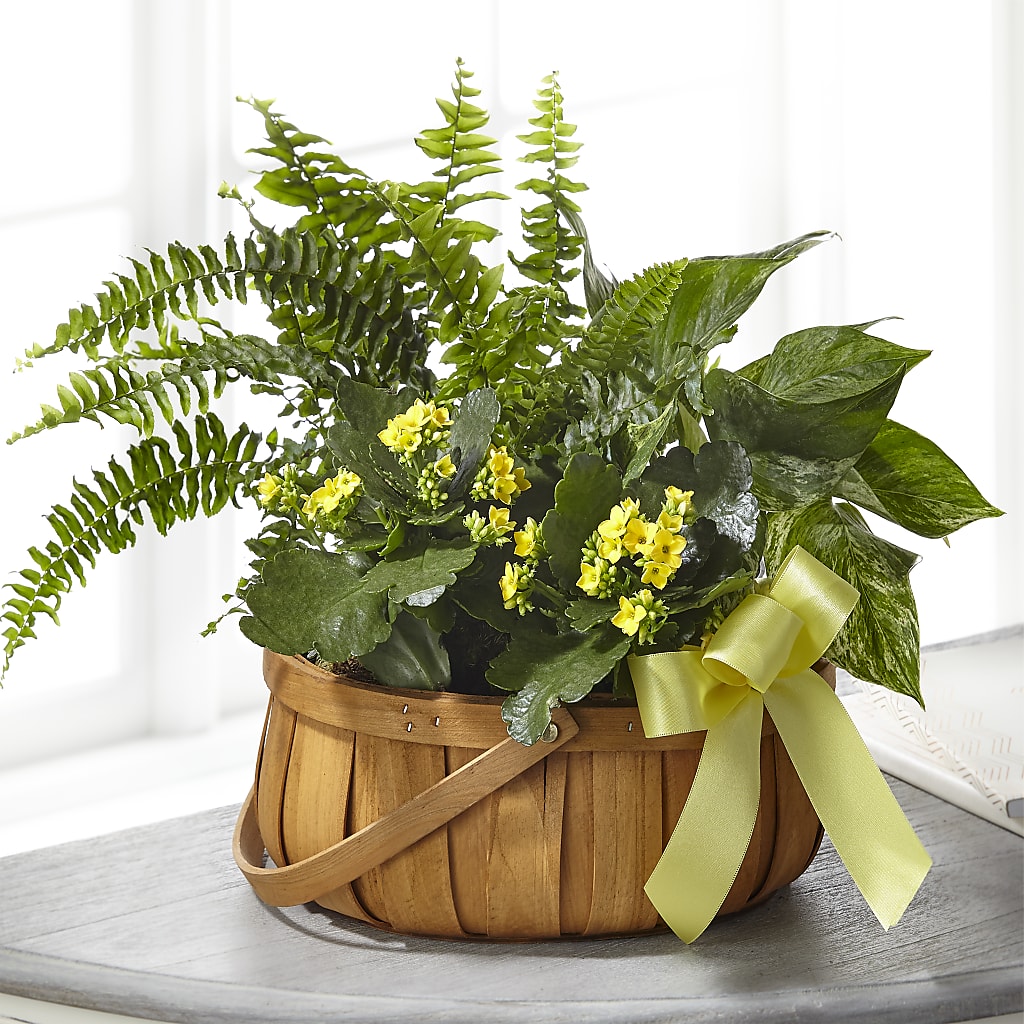 Always Dear Dishgarden – BLOOM & CO, Gulfport FL