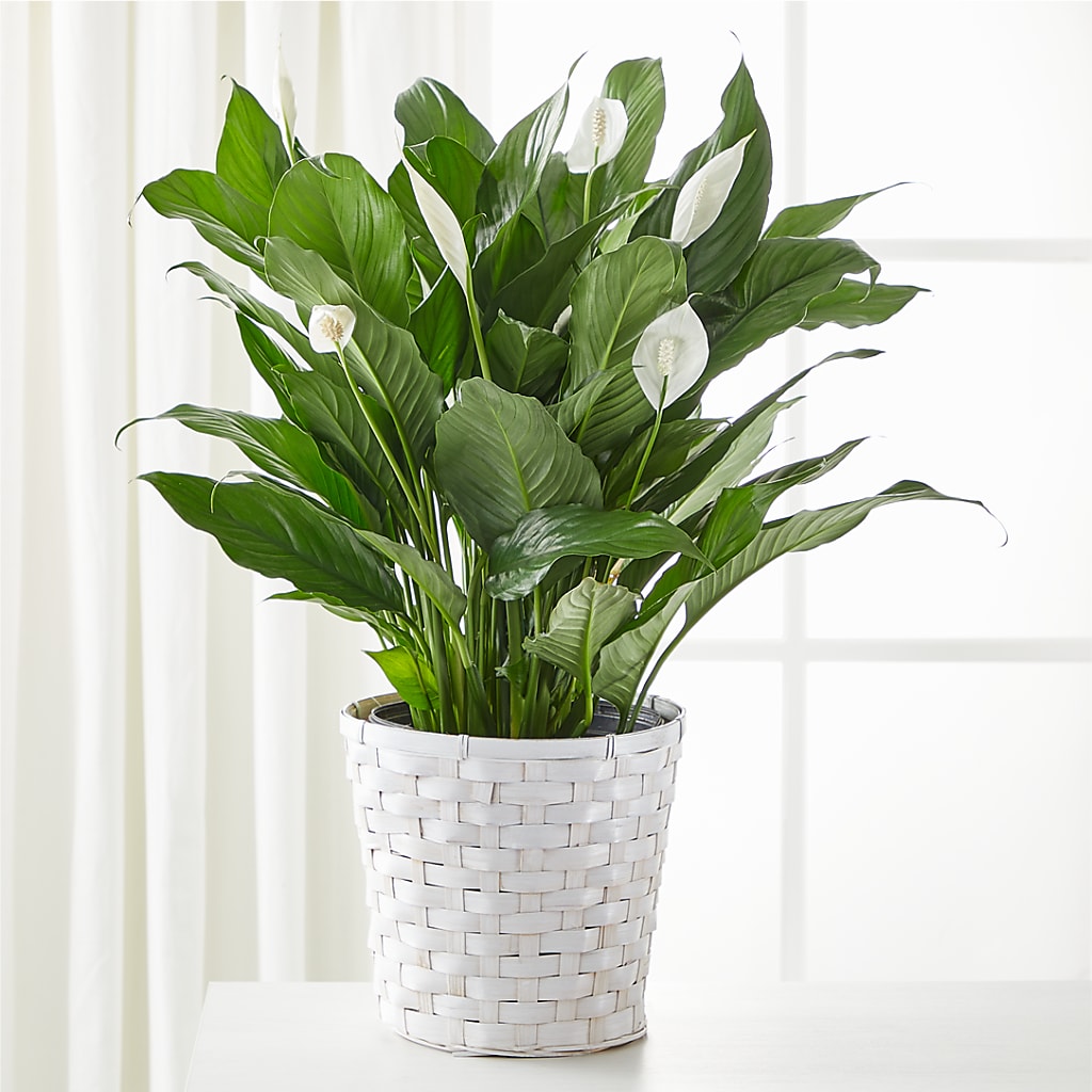 A New Leaf Peace Lily – BLOOM & CO, Gulfport FL