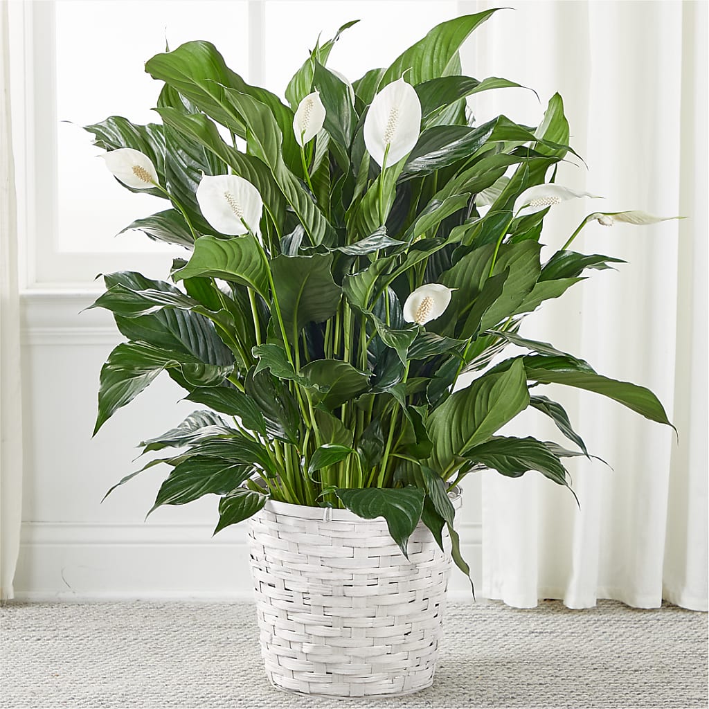 A New Leaf Peace Lily – BLOOM & CO, Gulfport FL