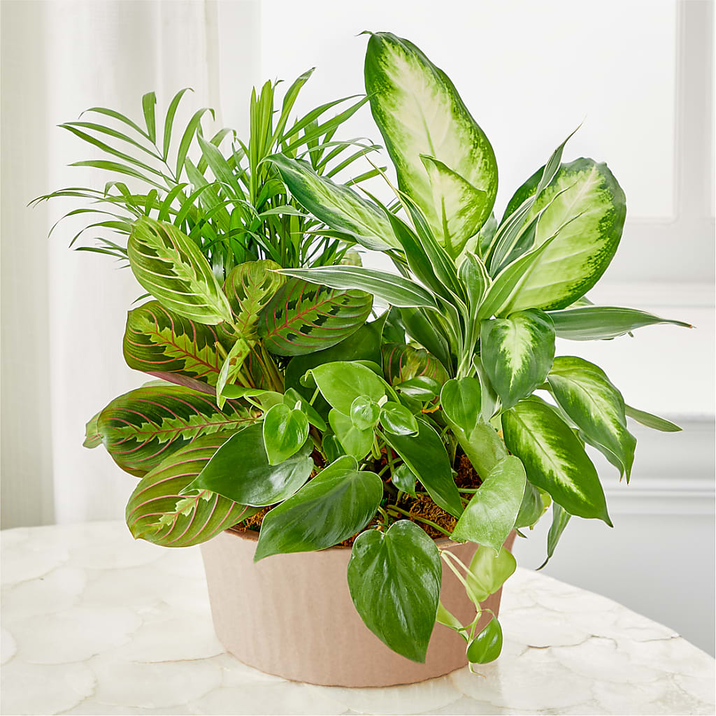 Balance & Harmony Dishgarden – BLOOM & CO, Gulfport FL
