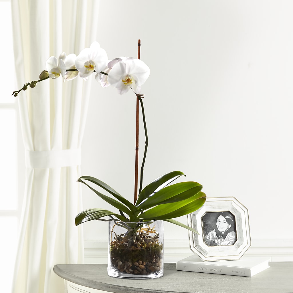 White Orchid Planter – BLOOM & CO, Gulfport FL