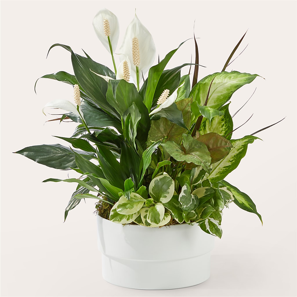 Radiating Positivity Dishgarden – BLOOM & CO, Gulfport FL