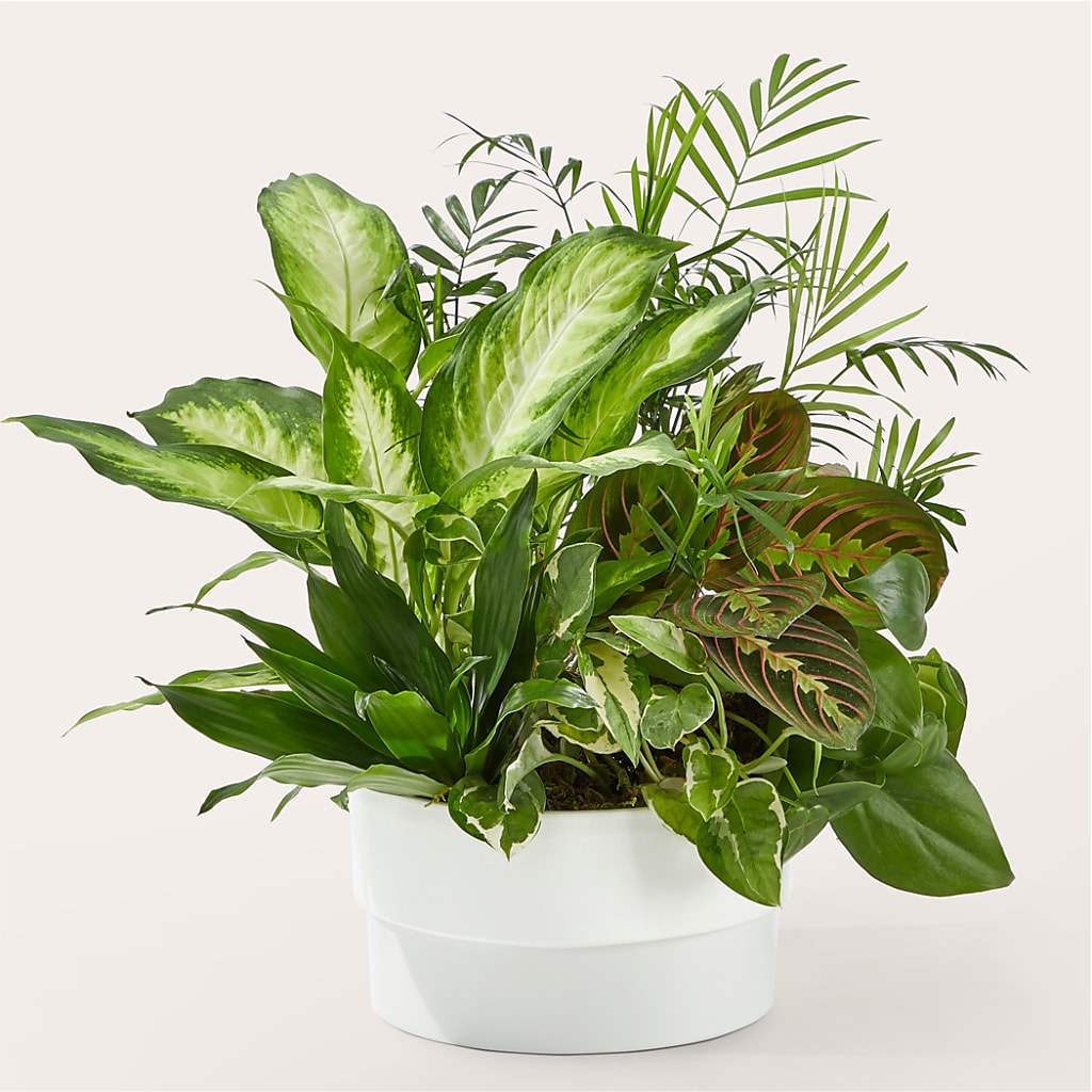 Radiating Positivity Dishgarden – BLOOM & CO, Gulfport FL