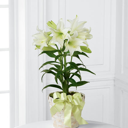 Easter Lily Plant – BLOOM & CO, Gulfport FL
