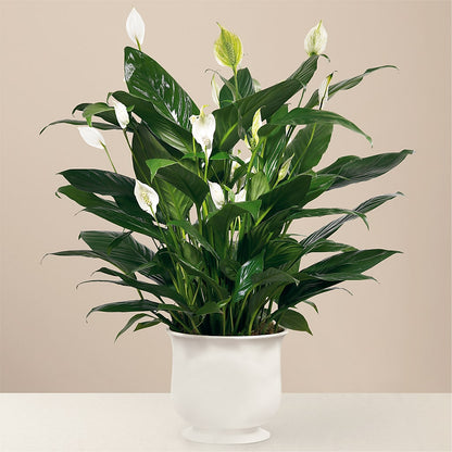 Comfort Planter – BLOOM & CO, Gulfport FL