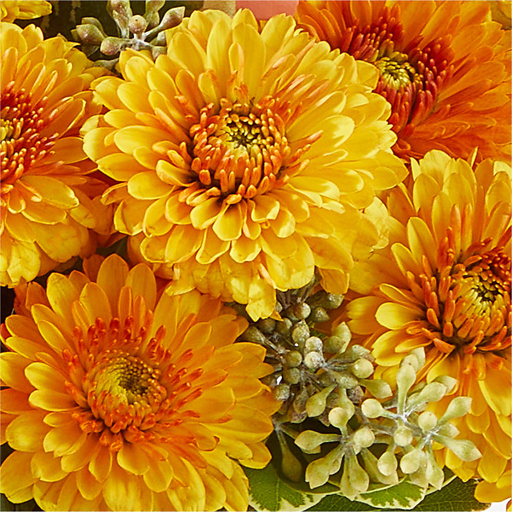 Peachy Pumpkin – BLOOM & CO, Gulfport FL