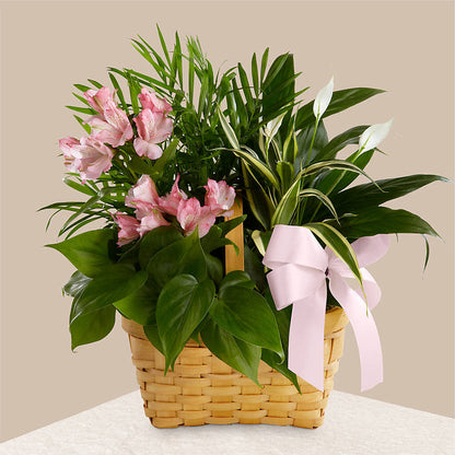 Living Spirit Dishgarden – BLOOM & CO, Gulfport FL