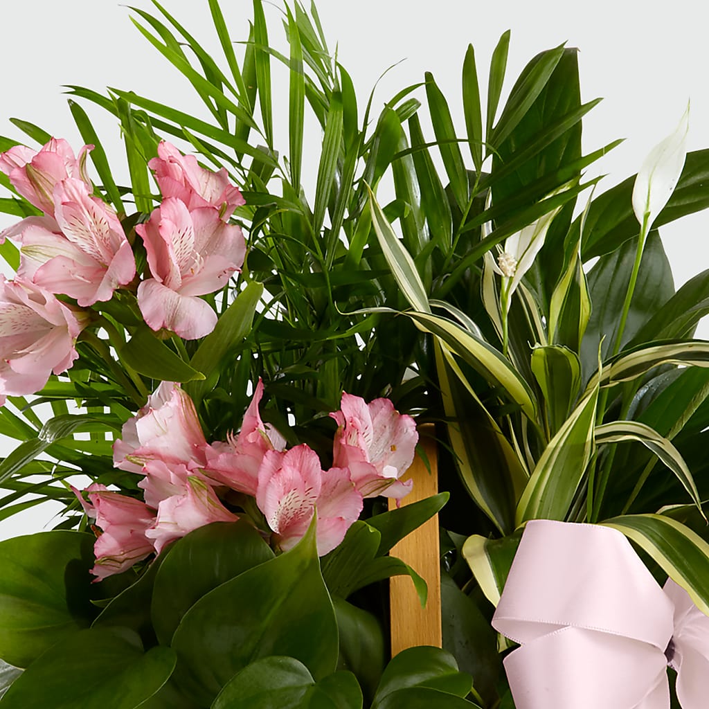 Living Spirit Dishgarden – BLOOM & CO, Gulfport FL