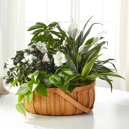 Serene Dishgarden – BLOOM & CO, Gulfport FL