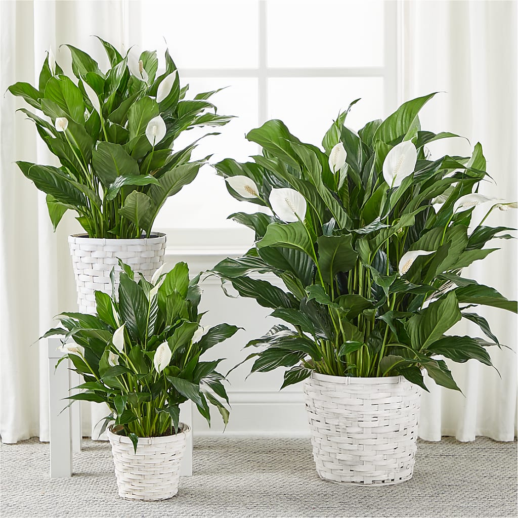 A New Leaf Peace Lily – BLOOM & CO, Gulfport FL