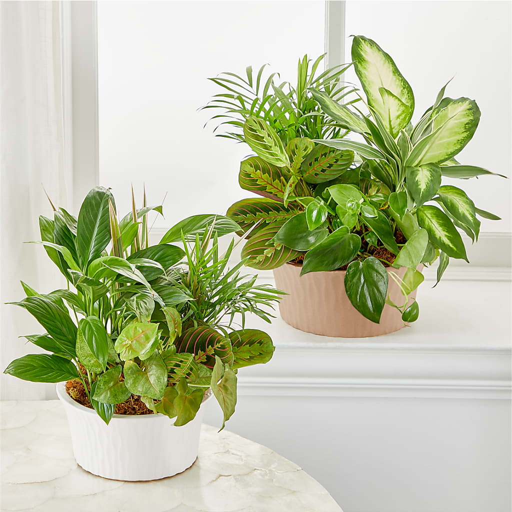 Balance & Harmony Dishgarden – BLOOM & CO, Gulfport FL