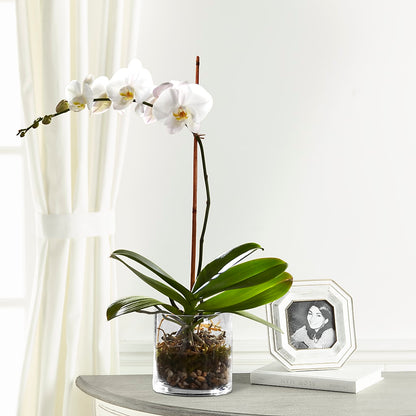 White Orchid Planter – BLOOM & CO, Gulfport FL